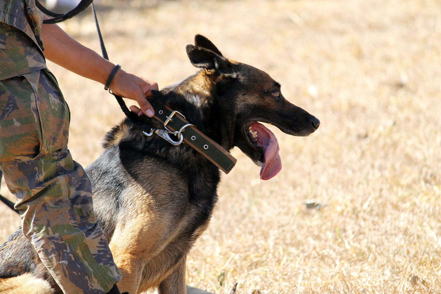 Is a K-9 Drug Dog Sniff Search an Illegal Search?